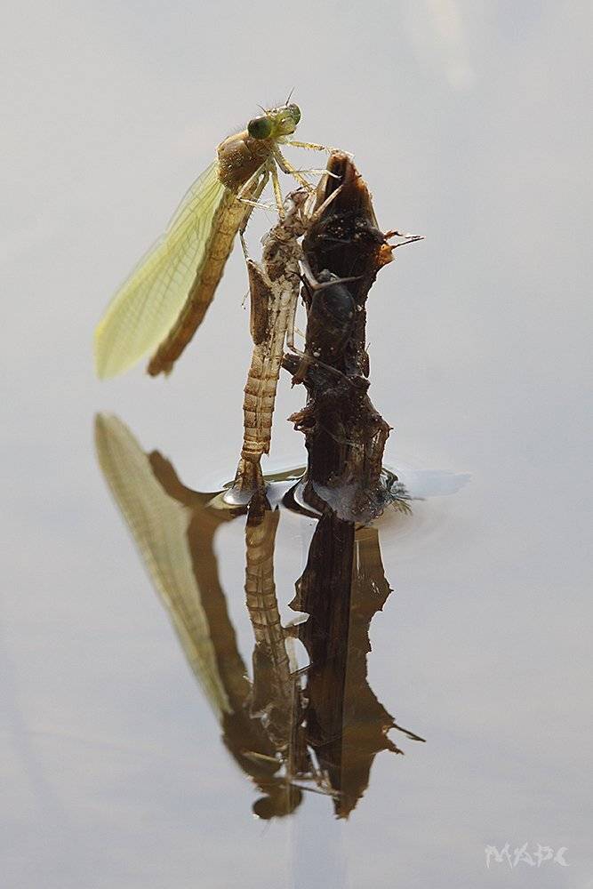 , Шангареев Марс