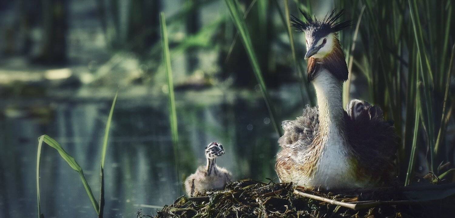 Great crested grebe, KIM SUK EUN