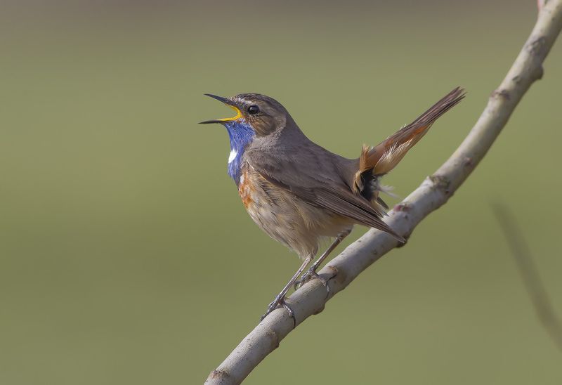 Варакушка, мухоловковые Белозвездный варакух. фото превью