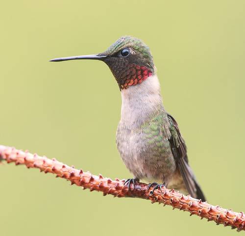 Ruby-throated Hummingbird male -Рубиновогорлый Колибри