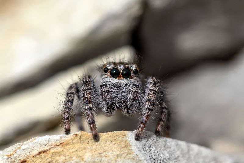 Глаза в глаза фото превью