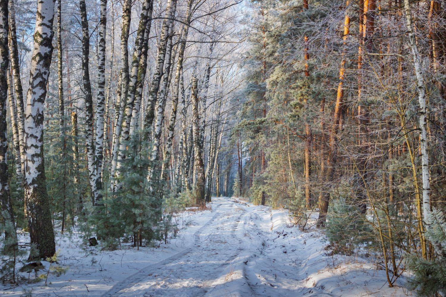 лес, деревья, зима, иней, природа, Востриков Руслан