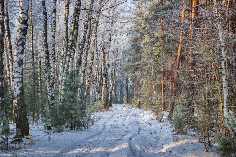 лес, деревья, зима, иней, природа  фото превью