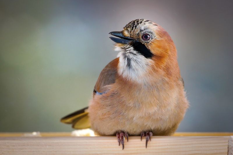 Сойка  фото превью