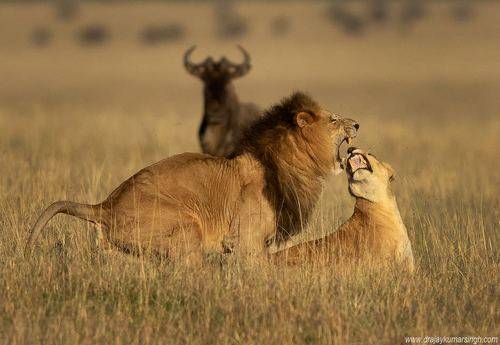 Lion mating