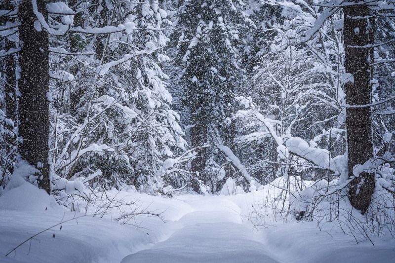 Зимний лес… Winter forest… фото превью
