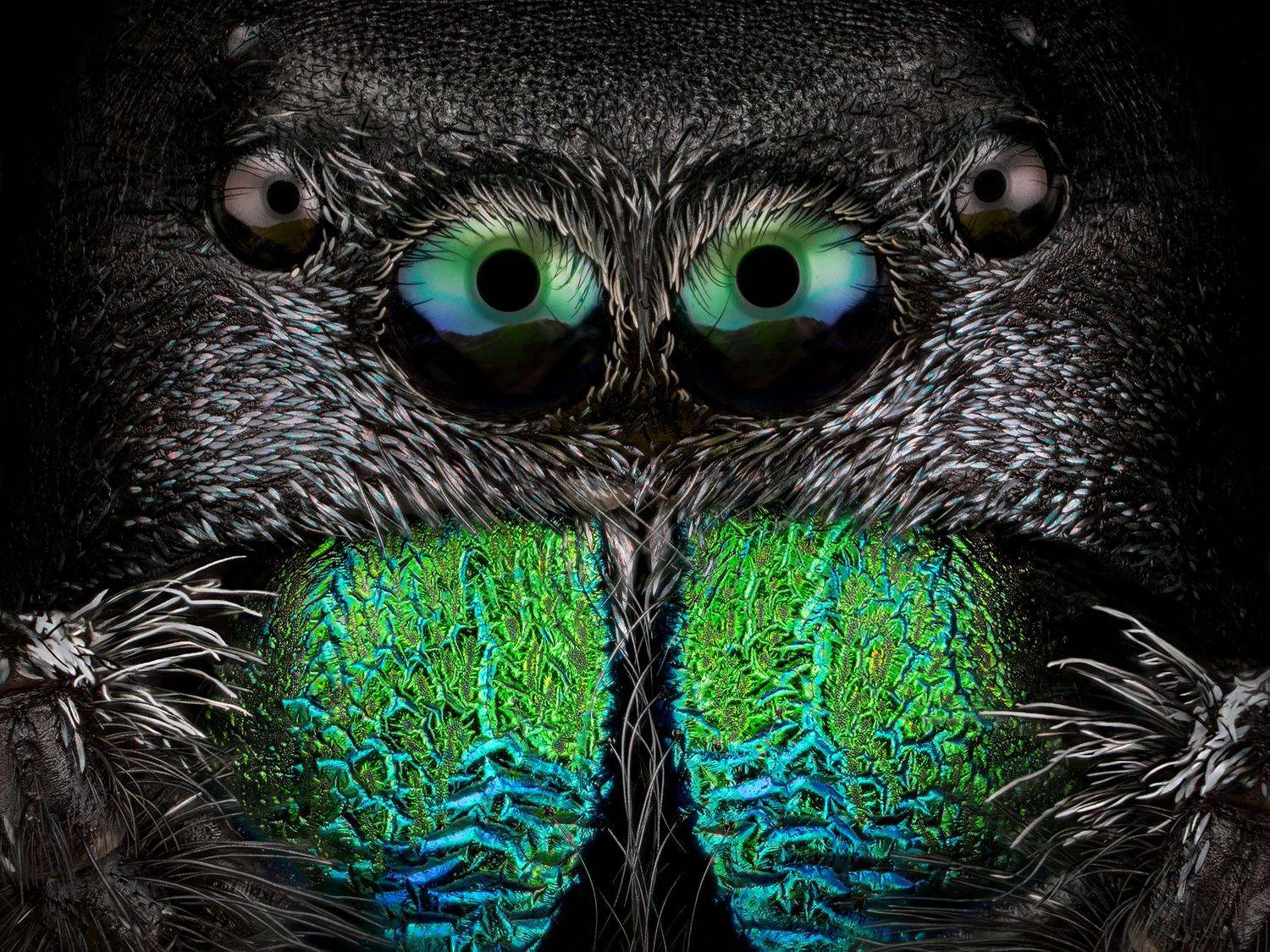 irass, waledzik, macro, om system, macrophotography, om 90 macro,, Ireneusz Irass Walędzik