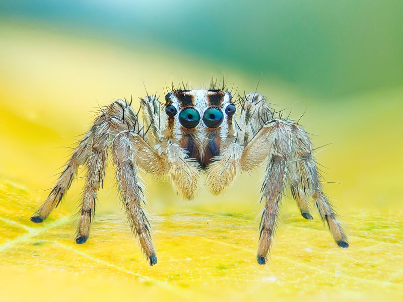 Jumping spider фото превью