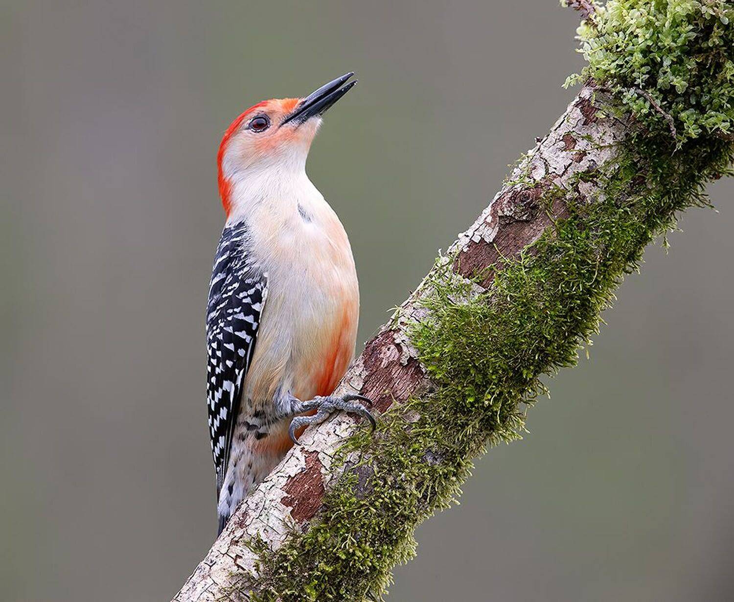 дятел, каролинский меланерпес, red-bellied woodpecker, woodpecker, Etkind Elizabeth