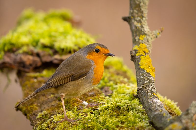 Robin фото превью
