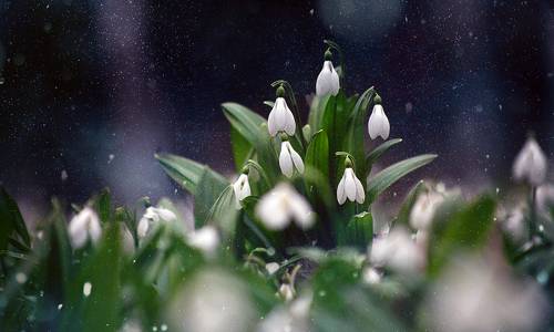 Cold Yar, snowdrops