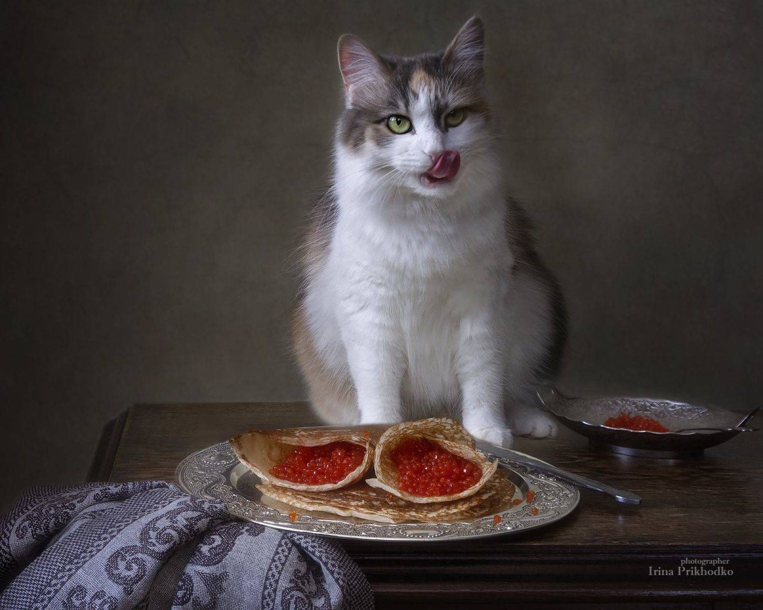 постановочное фото, кошки, еда, блины, масленица, , Приходько Ирина