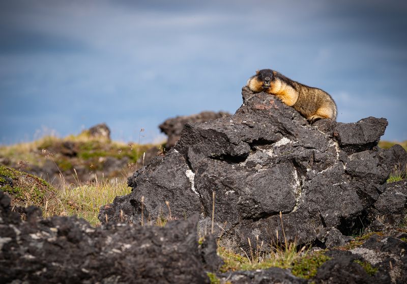 Камчатка Наблюдатель фото превью
