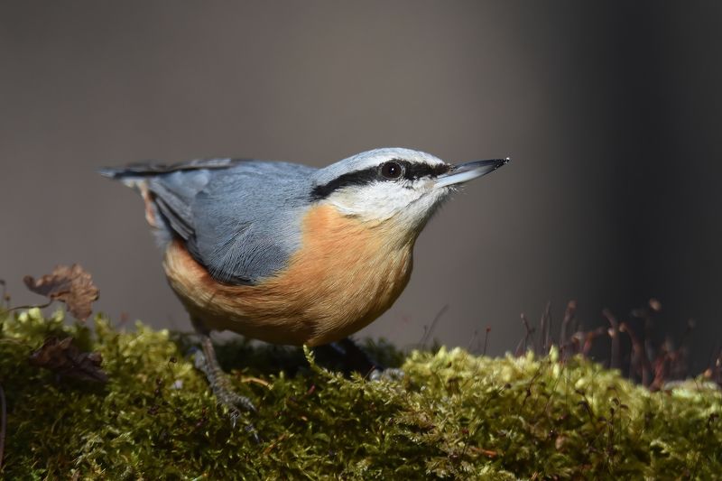 Кавказский подвид обыкновенного поползня фото превью
