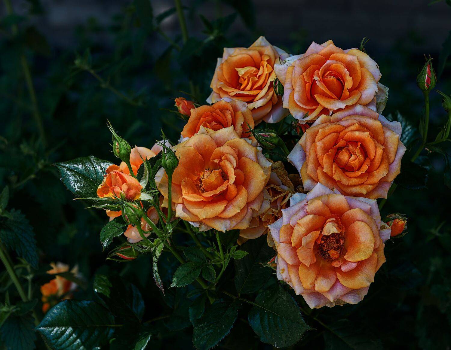 , Владимир Гамаюнов