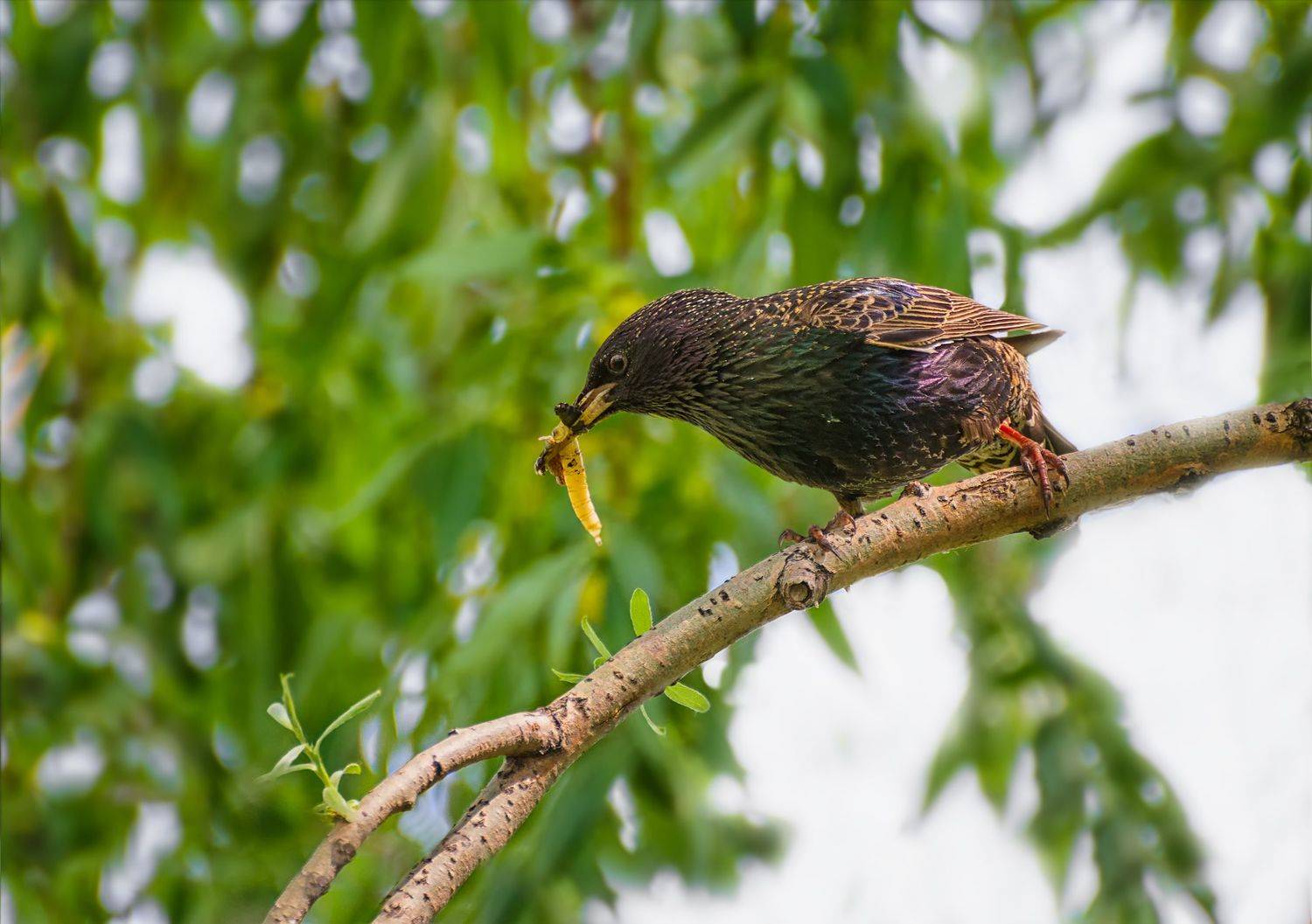 птица, скворец,, добыча,, Марина Мочалова