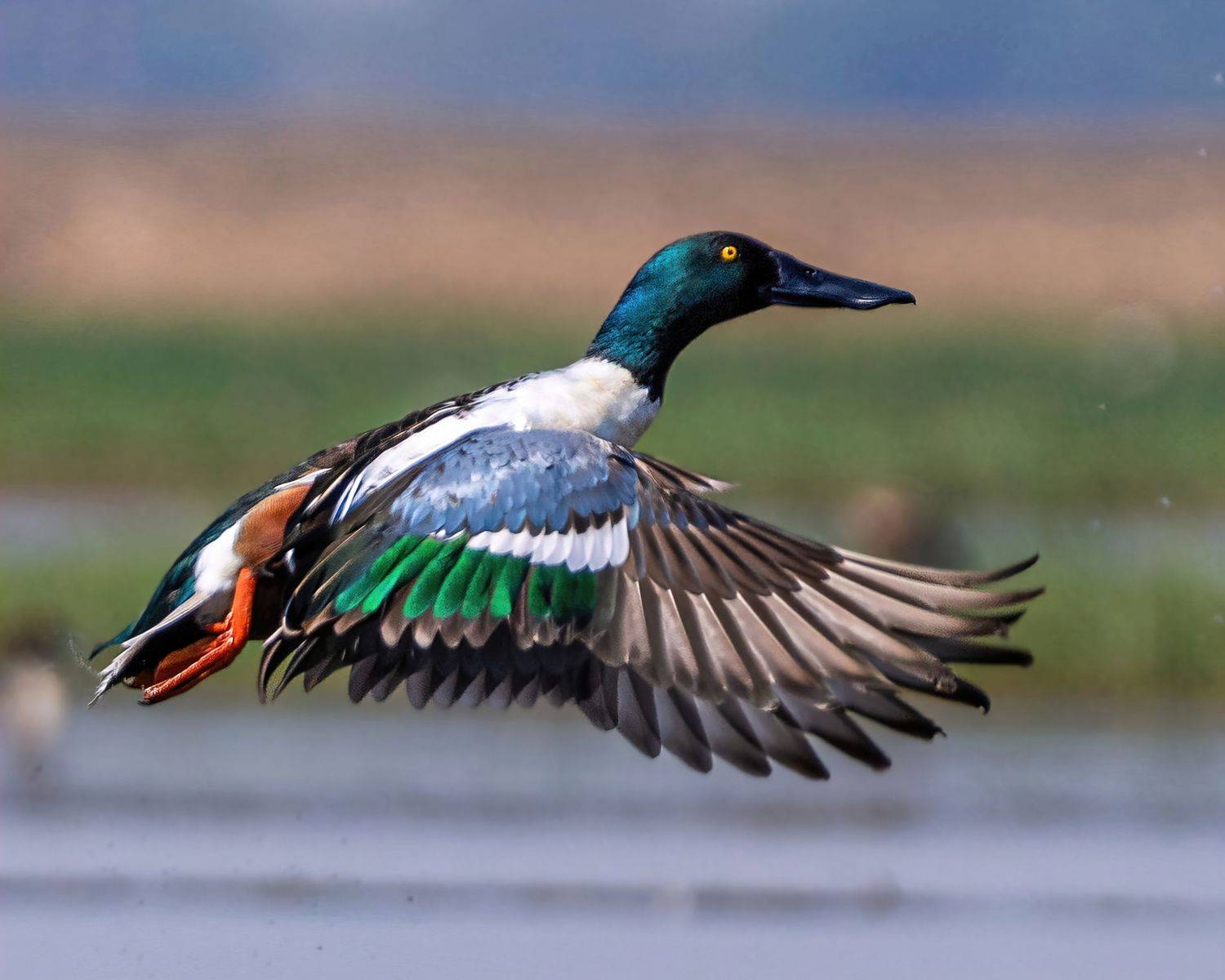 #birds #birdsinflight #birdsofindia #shoveler, Madhurya Mozumder