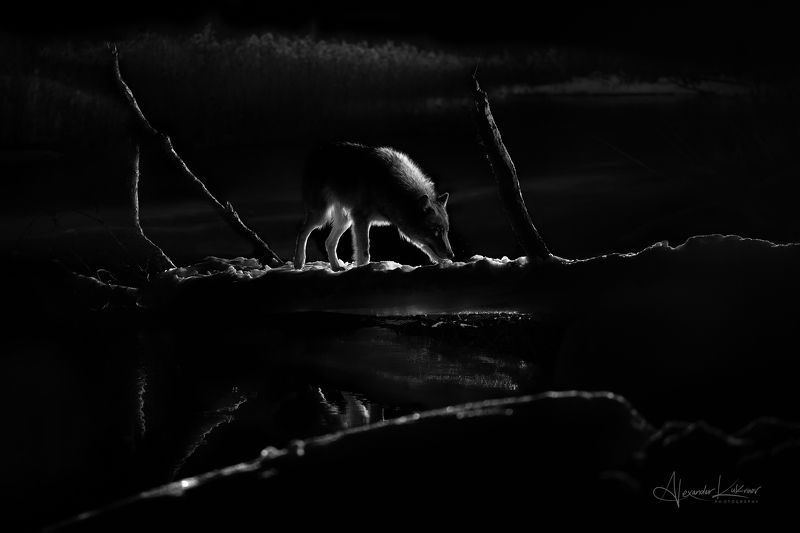 Night hunter... фото превью