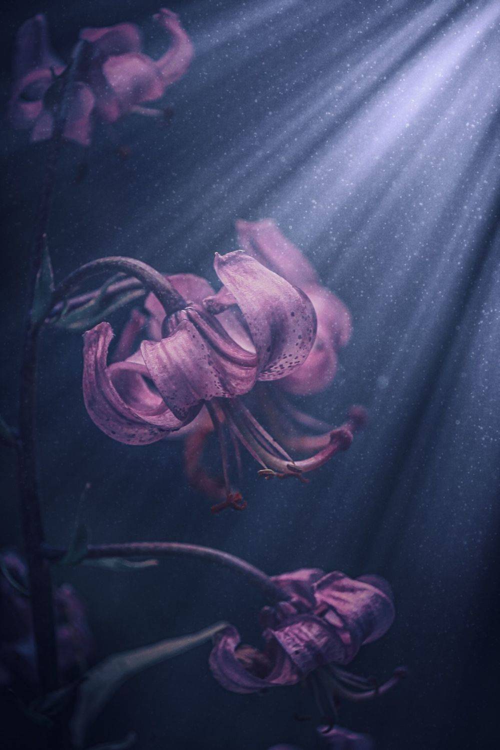 макро, macro, цветы, flower, лилия, lily, весна, spring, Julia Kaissa