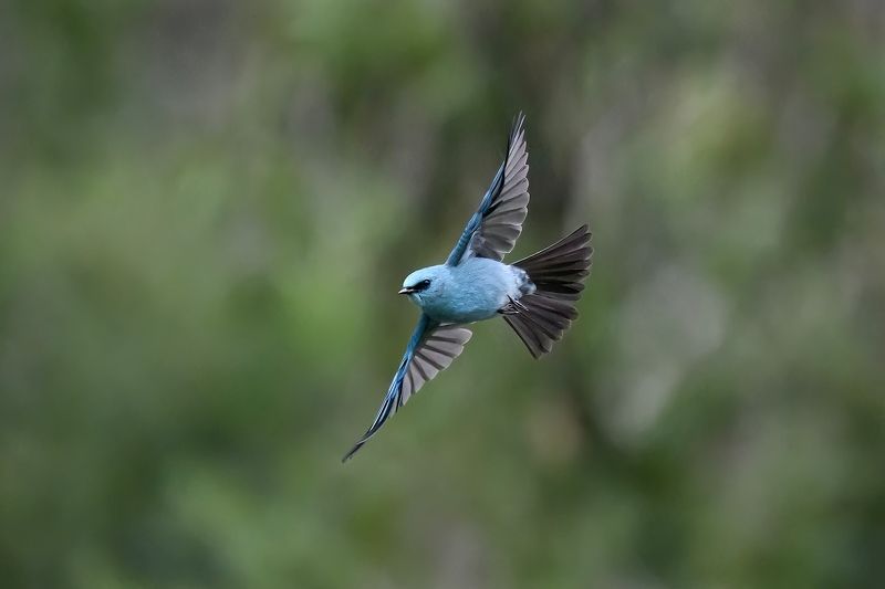 birds  фото превью