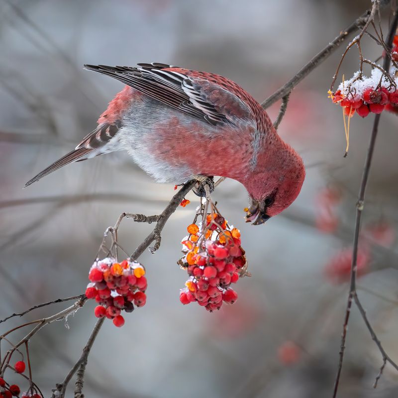 щур *** фото превью