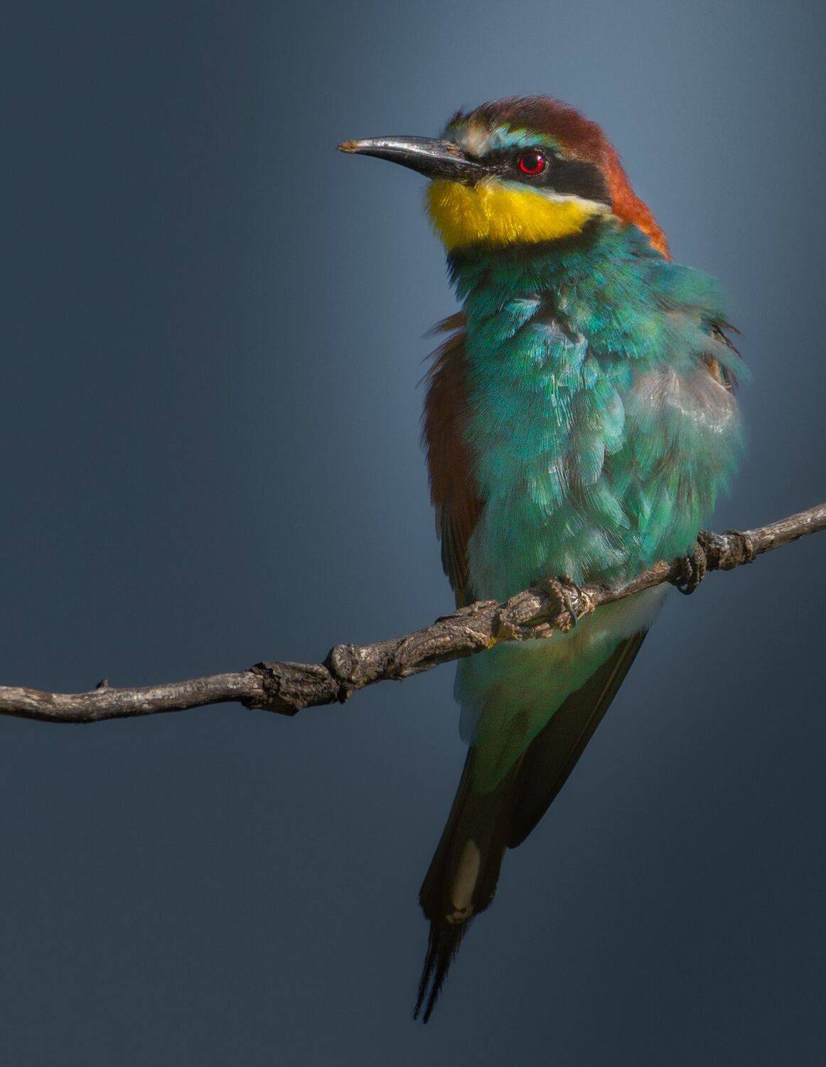 птицы России, птицы Тамбова, фотоохота, наблюдение за птицами, птица, птицы, орнитология, nikon, birding, birdwatching, bird freak, Никон Александр