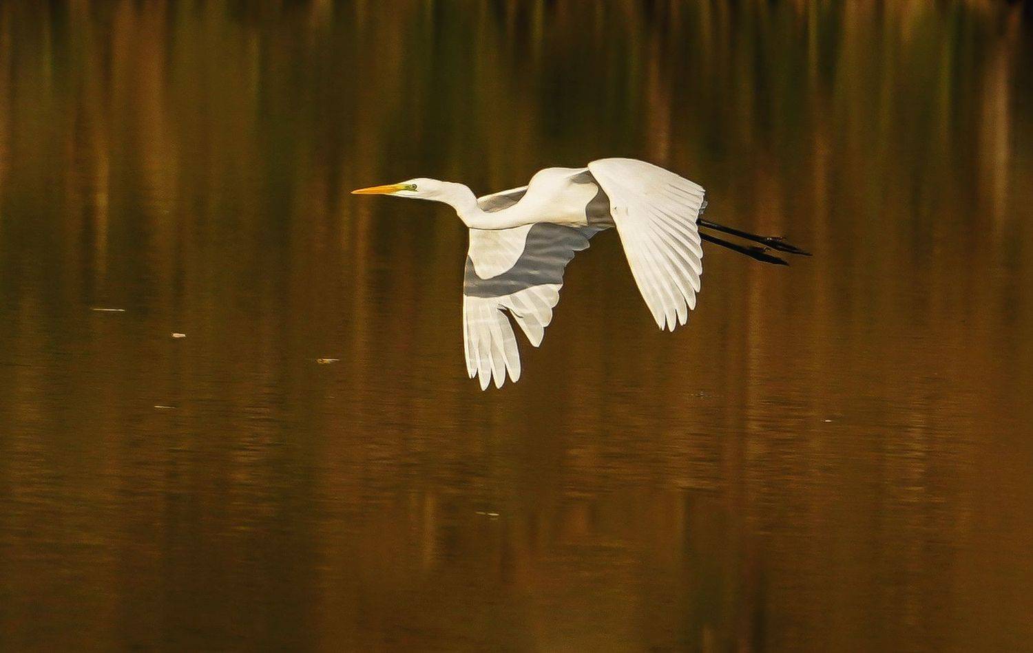 , Красимир Георгиев