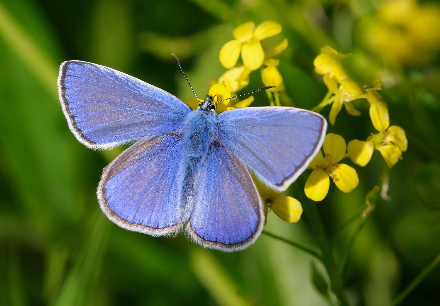 голубянки, lycaenidae, бабочка, Павел Черенков