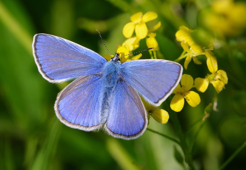 голубянки, lycaenidae, бабочка Голубянка фото превью