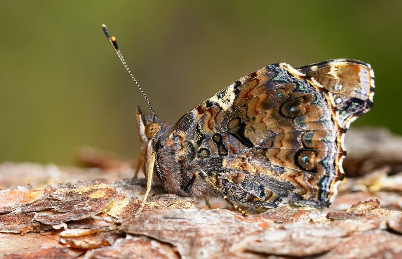 адмирал, vanessa atalanta, нимфалиды, nymphalidae, бабочка Крылатая акварель фото превью
