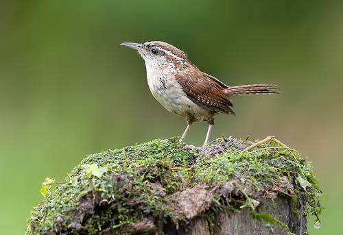 Carolina Wren -Крапивник Каролинский