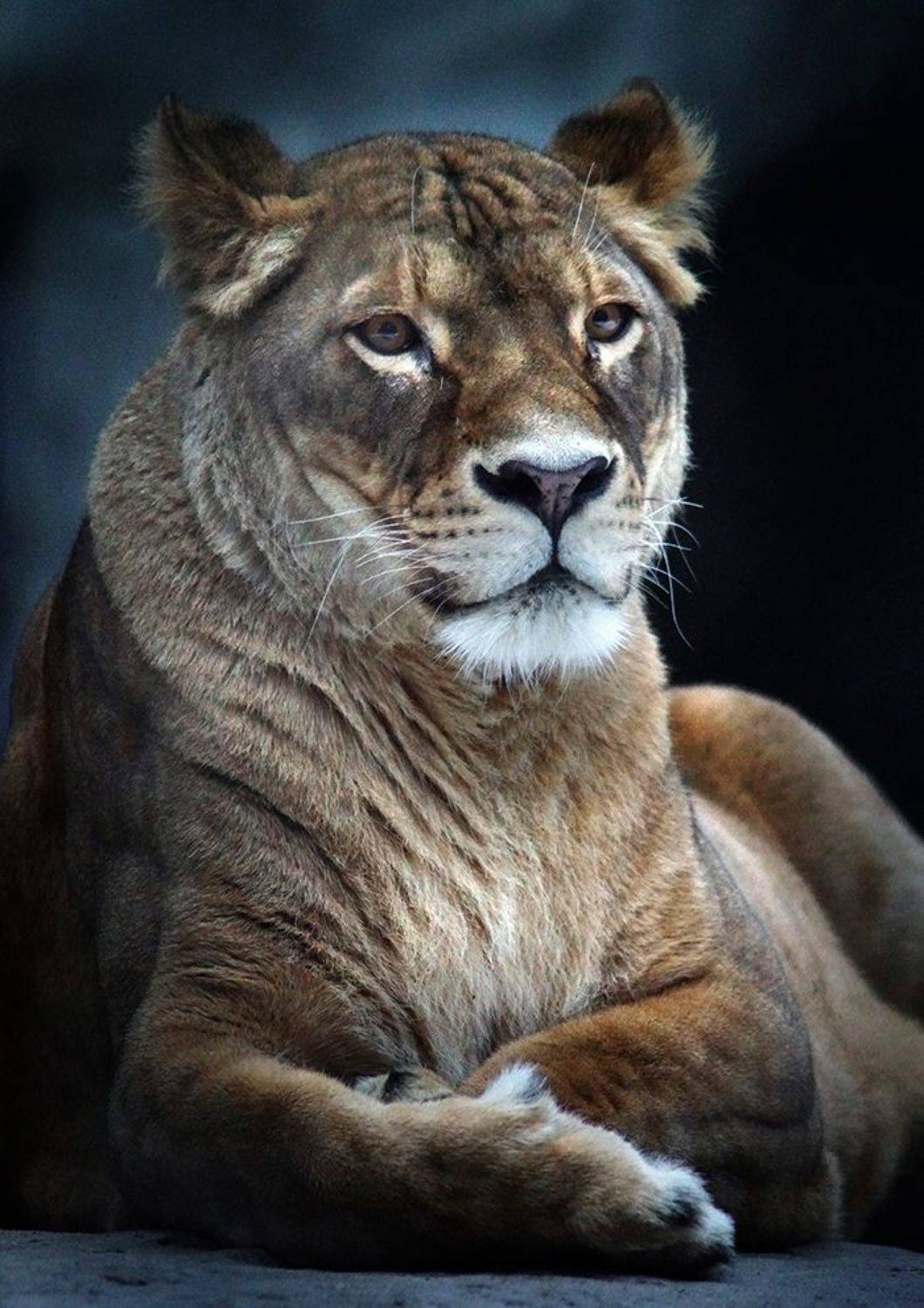 , Алексей Родак