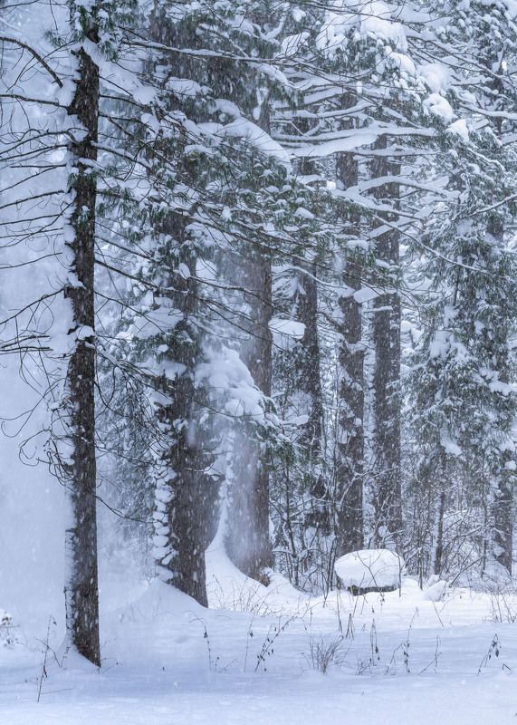 Зимний лес… Winter forest… фото превью
