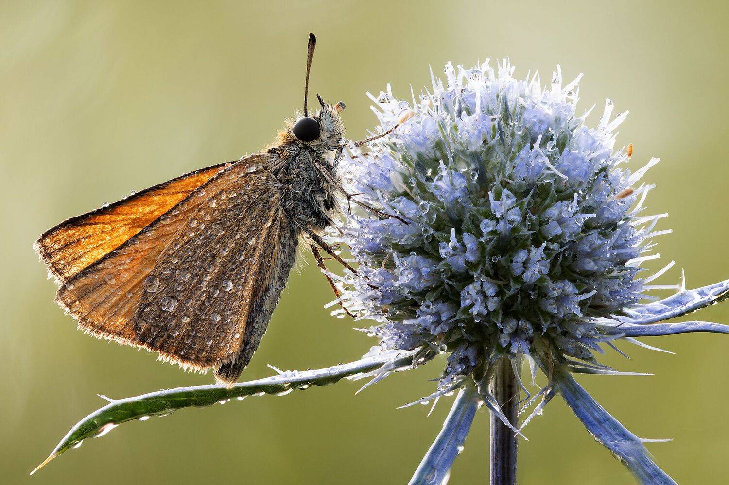 , Кузнецов Дмитрий