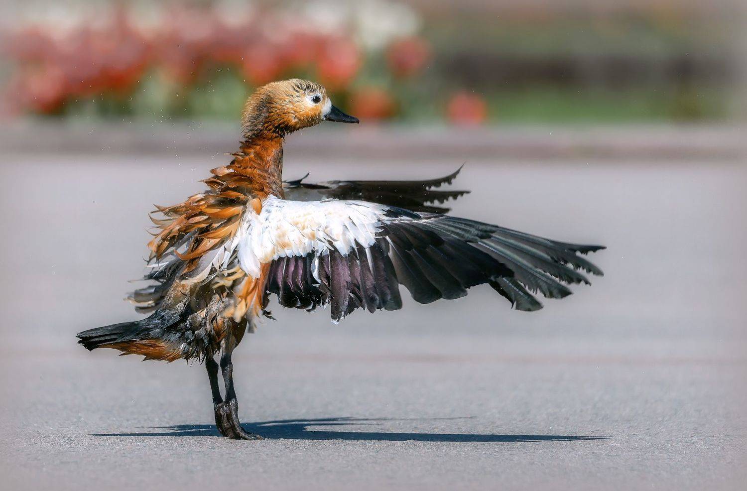 птицы, Сергей Аникин