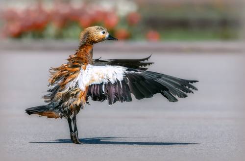 Представление начинается !