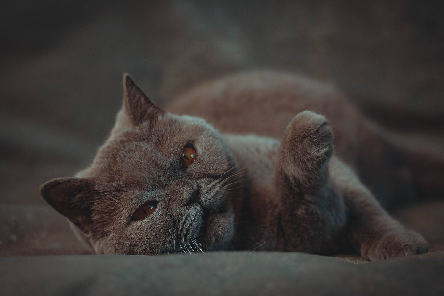 , Евгений Белов