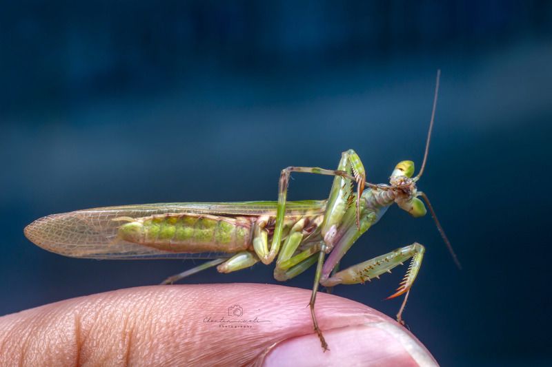 mantis, small, macro, nature, natural, insect, wings, green, fing, beauty, beautiful, nice, animal Small mantis фото превью