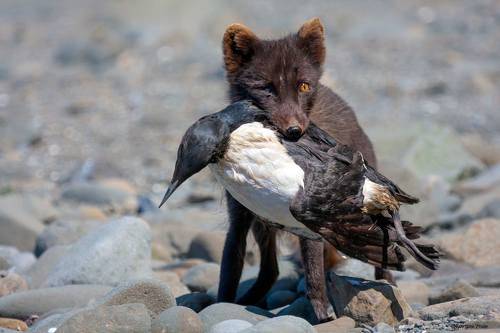 Самый страшный зверь острова Беринга