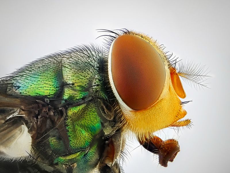 Fly фото превью