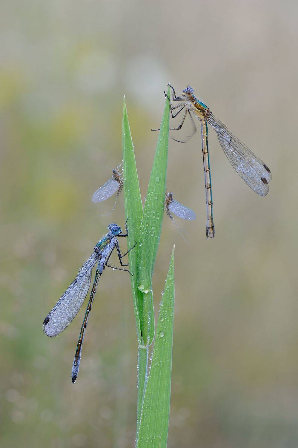 , Чистяков Андрей