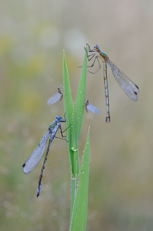 Атланты и кареатиды. фото превью