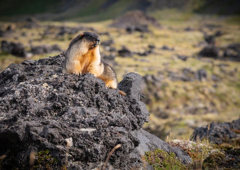 камчатка наблюдатель фото превью
