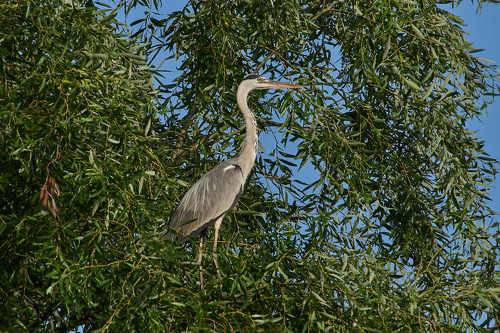 Ardea cinerea
