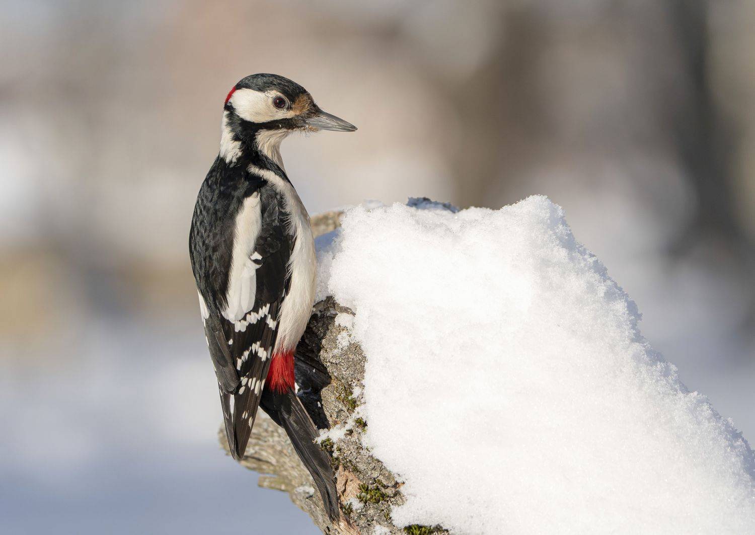 птицы,природа, зима, Андрей Киселёв
