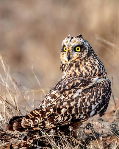 Short-eared owl 