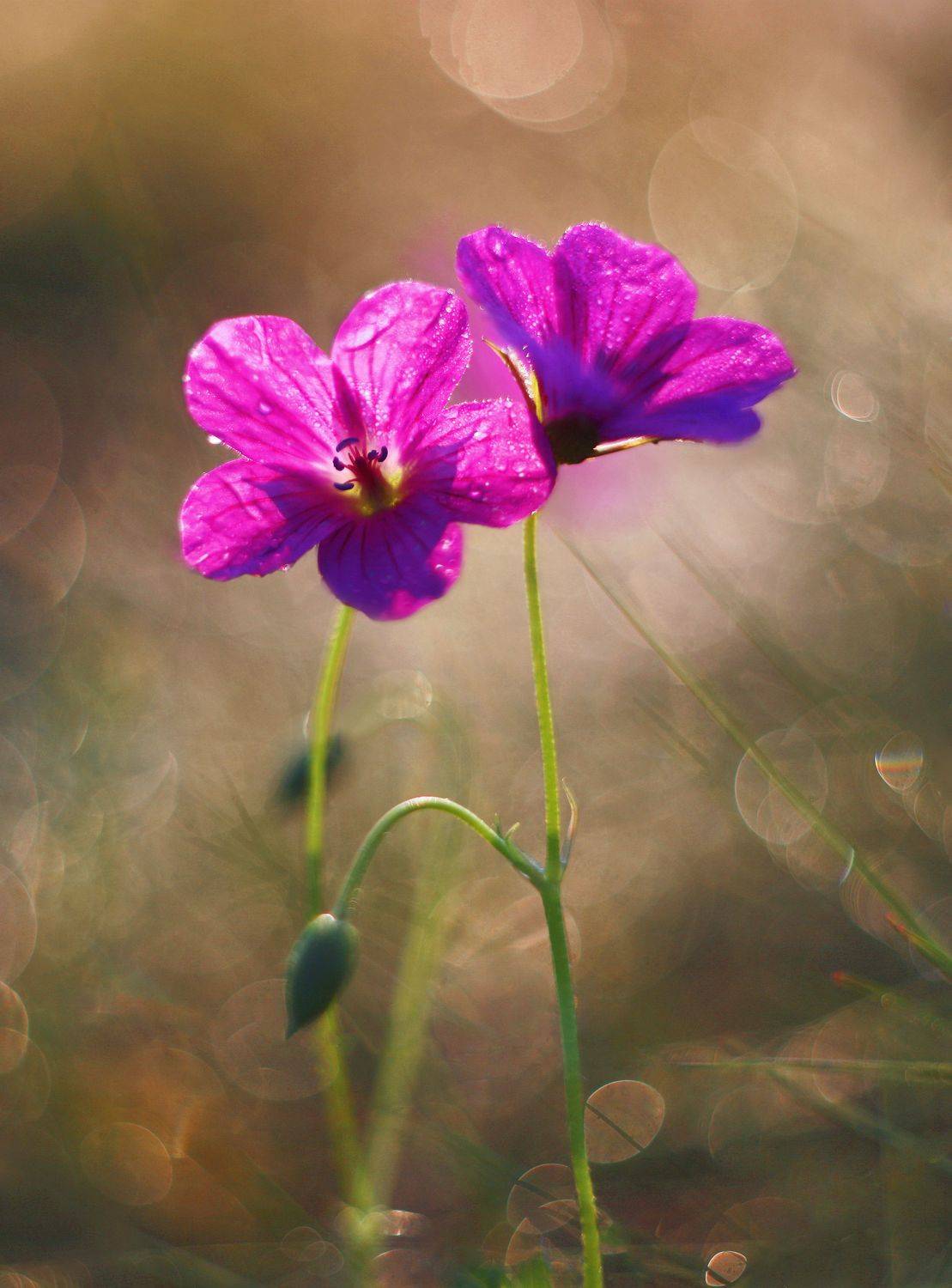 цветы , лето, Александр Свистков