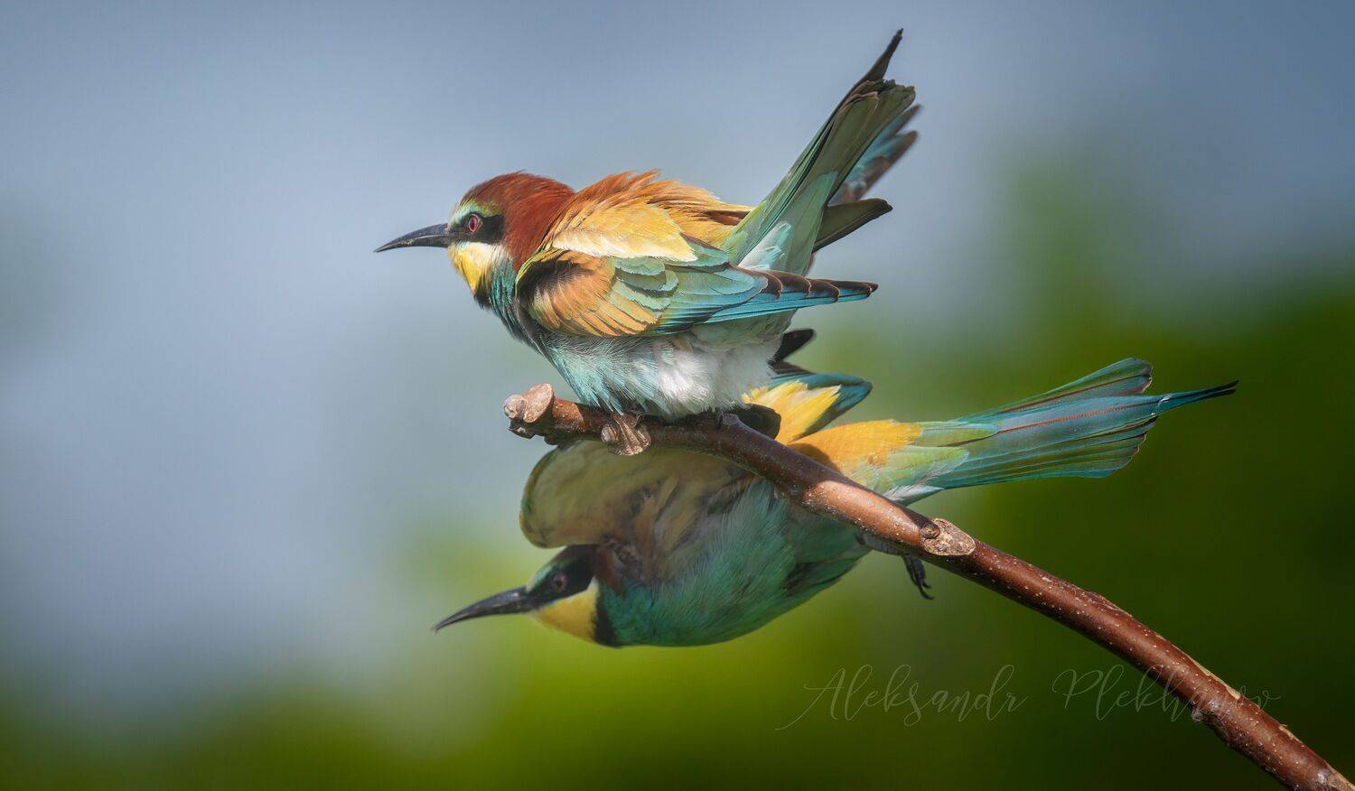 , Александр Плеханов