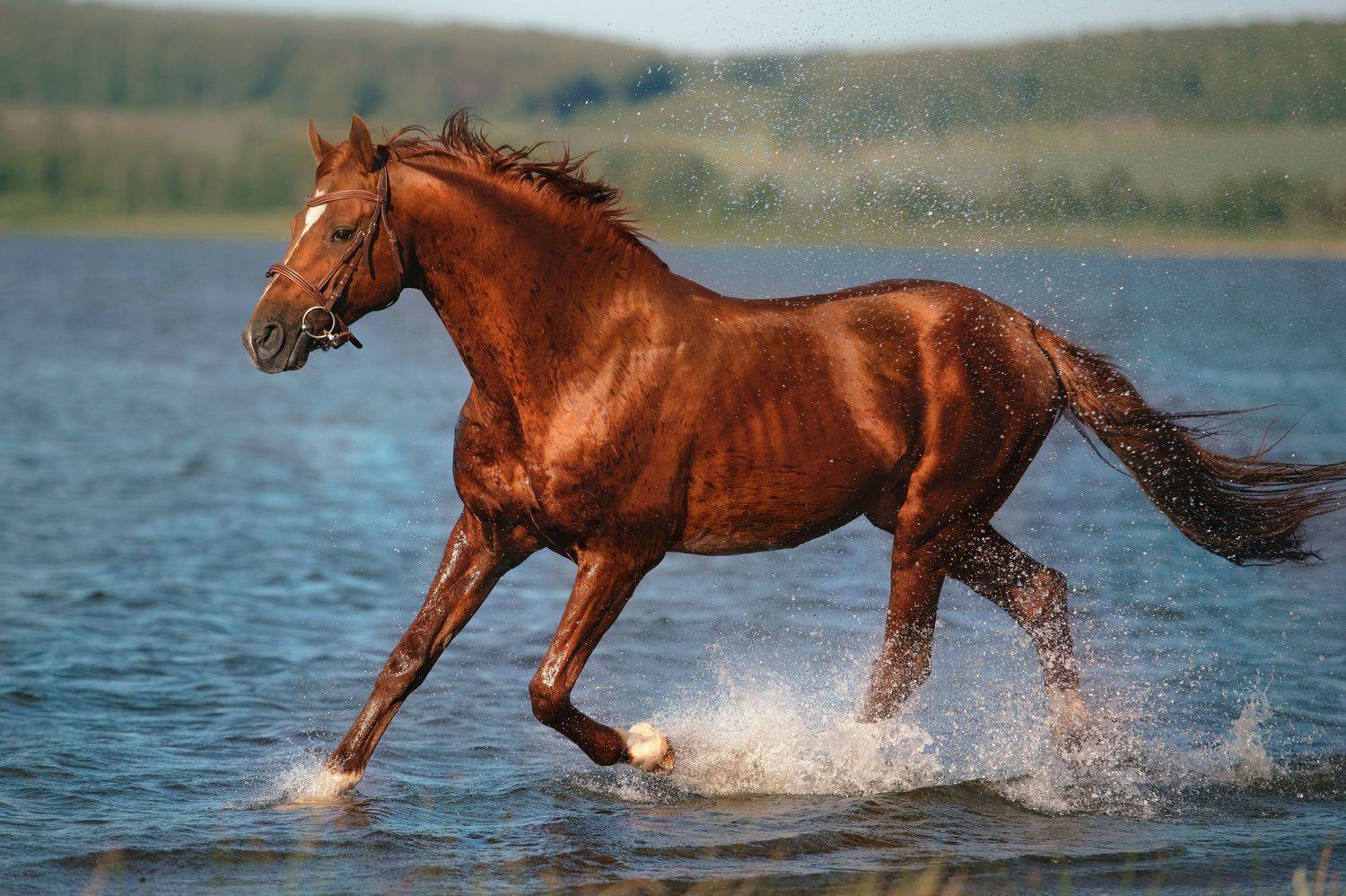 , Олеся Евгеньевна