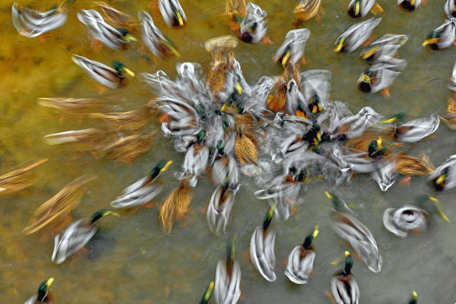 утки, движение,, Байдуков Александр